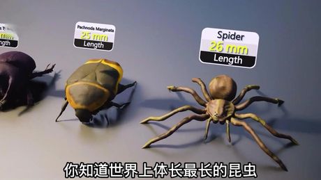 long longer longest，长、更长、最长——揭秘世界上最长的东西是什么？