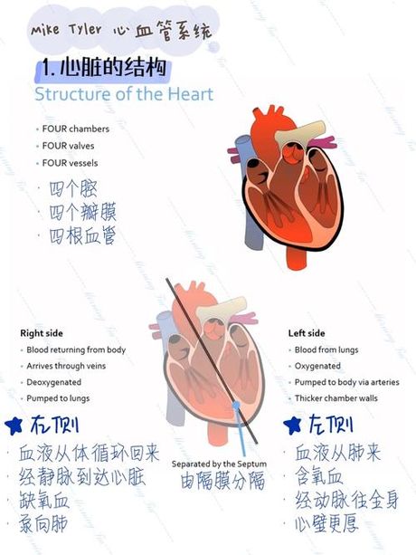 steelheart什么意思，了解steelheart的含义